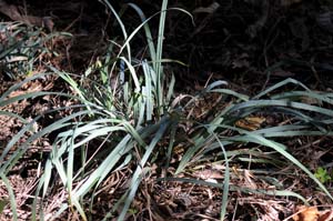 Southern Waxy Sedge /
Carex glaucescens